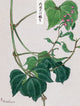 Mame Pea or Bean Plant Poster Print by Megata Morikaga