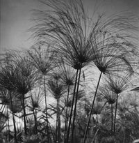 Wild Flowers of Palestine Papyrus at Lake Merom Poster Print