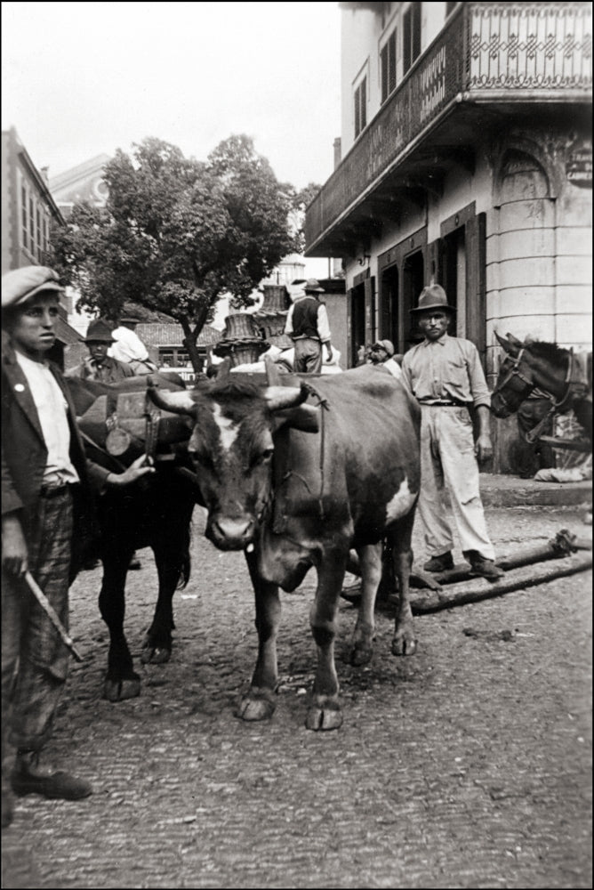 Portuguese locals guiding a bull poster print showcasing vibrant cultural traditions.
