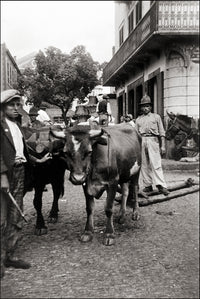 Portuguese locals guiding a bull poster print showcasing vibrant cultural traditions.