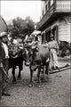 Portuguese locals guiding a bull poster print showcasing vibrant cultural traditions.