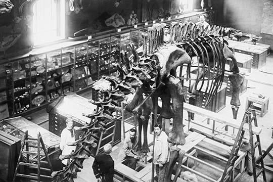 Museum workers assembling Carnegie Diplodocus skeleton poster print.