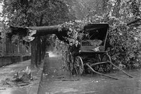 Large Tree Falls and Crushes Horse Drawn Wagon on Road Poster Print