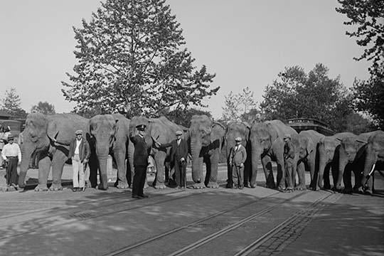 Parade of Elephants on City Street Poster Print