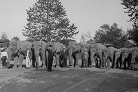 Parade of Elephants on City Street Poster Print