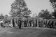 Parade of Elephants on City Street Poster Print