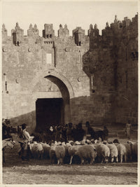 Flocking Sheep Before the Jerusalem Damascus Gate Poster Print