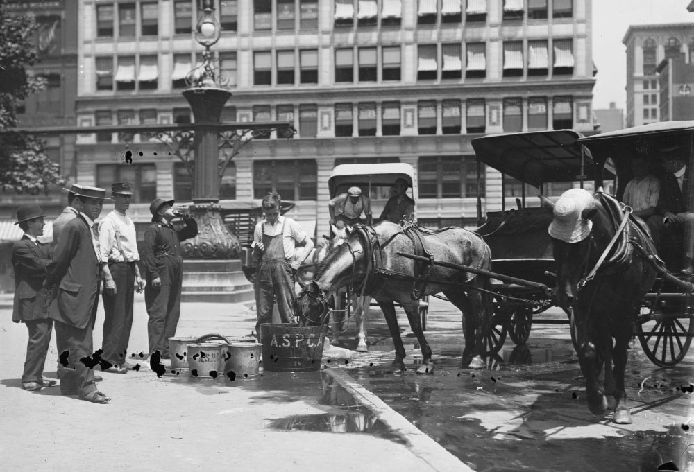 Manhattan ASPCA Provides Water for Horses Poster Print featuring horses drinking water.