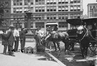 Manhattan ASPCA Provides Water for Horses Poster Print featuring horses drinking water.