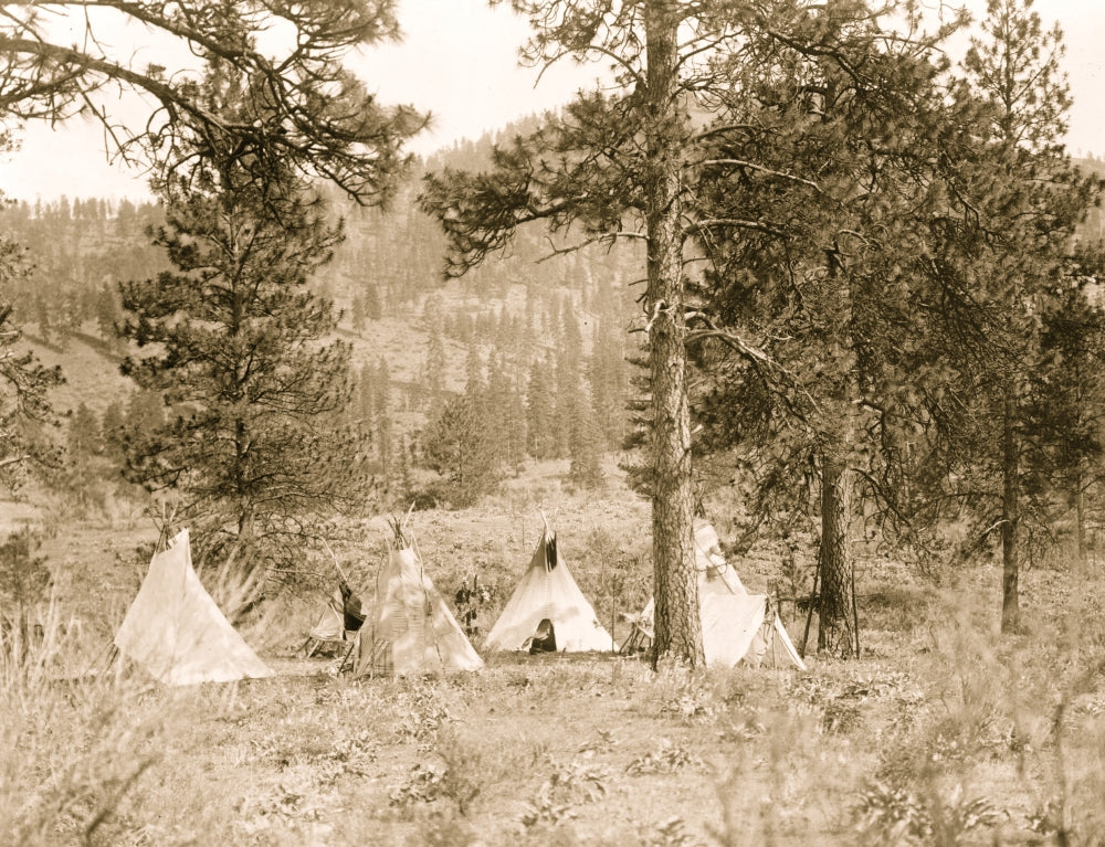Five tipis and a tent in a clearing among lush pine trees - poster print.