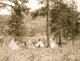Five tipis and a tent in a clearing among lush pine trees - poster print.
