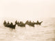 Four canoes on a large body of water poster print.