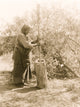 Wichita woman using mortar and pestle poster print