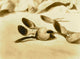 Elk-Horn Spoons Tolowa Poster Print showcasing stunning artwork.
