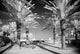 Palm Trees in Miami Poster Print showcasing tropical beauty