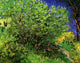 Lilacs Poster Print showcasing beautiful floral art