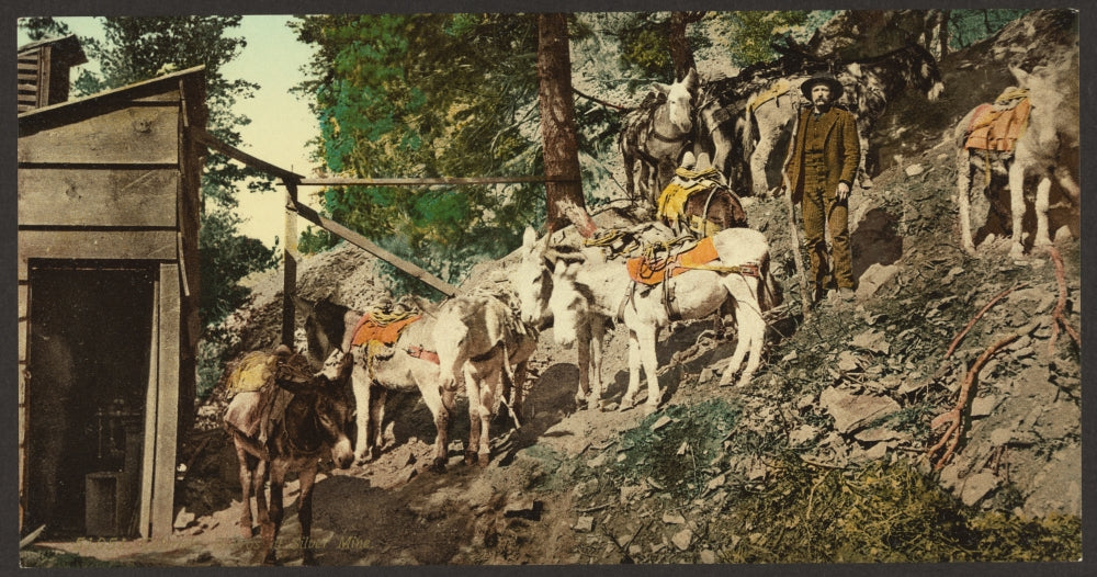 Colorado Burros at Silver Mine Poster Print showcasing burros in a scenic landscape.
