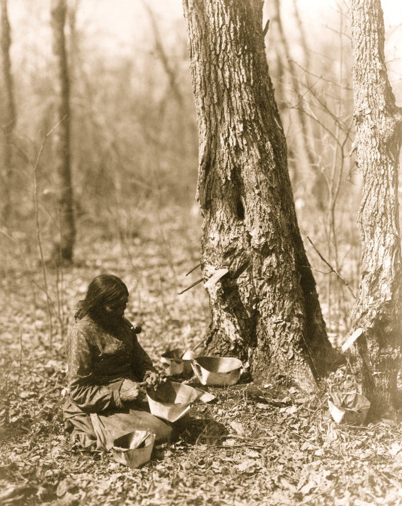 Indian woman tapping maple sap poster print showcasing cultural tradition