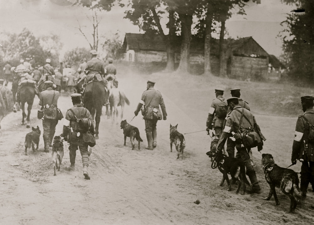 Poster print of German Red Cross dogs going to the front, showcasing bravery and loyalty.