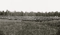 Brandy Station Virginia Wagon Park Poster Print