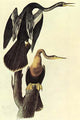 Anhinga vintage art print by John James Audubon