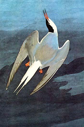 Arctic Tern vintage art print by John James Audubon