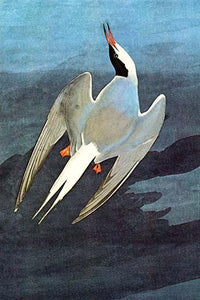 Arctic Tern vintage art print by John James Audubon