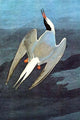 Arctic Tern vintage art print by John James Audubon
