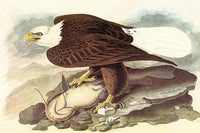 Vintage Bald Eagle art print by John James Audubon.