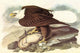 Vintage Bald Eagle art print by John James Audubon.