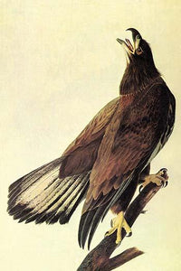 Bald Eagle Poster Print by John James Audubon - Vintage Art Reproduction