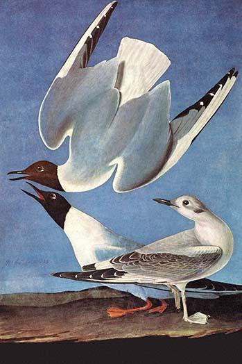 Bonaparte's Gull Poster Print by John James Audubon showcasing exquisite detailing.