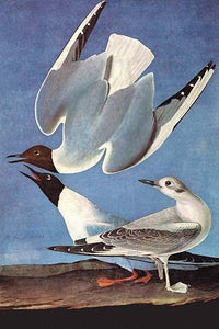Bonaparte's Gull Poster Print by John James Audubon showcasing exquisite detailing.