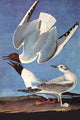 Bonaparte's Gull Poster Print by John James Audubon showcasing exquisite detailing.