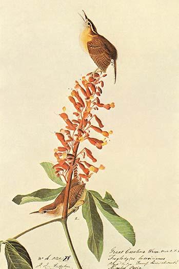 California Wren Poster Print by John James Audubon - Vintage Art Reproduction