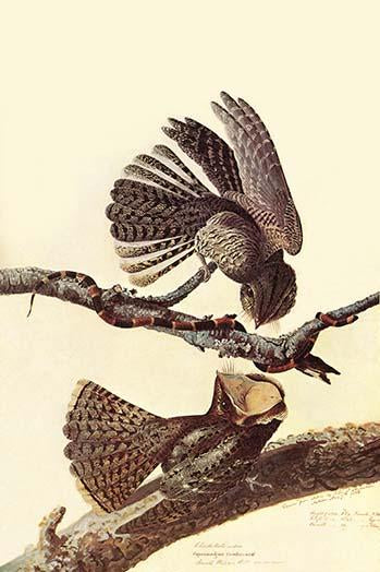 Chuck-Wills Willow Poster Print by John James Audubon showcasing detailed vintage art.