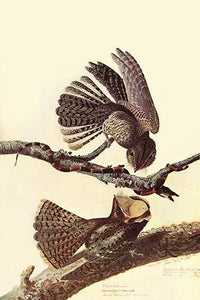 Chuck-Wills Willow Poster Print by John James Audubon showcasing detailed vintage art.
