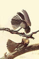 Chuck-Wills Willow Poster Print by John James Audubon showcasing detailed vintage art.