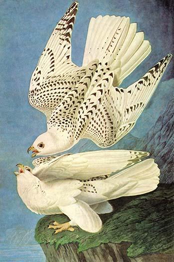 Falcons Poster Print by John James Audubon, vintage art reproduction featuring majestic birds.