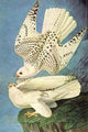 Falcons Poster Print by John James Audubon, vintage art reproduction featuring majestic birds.