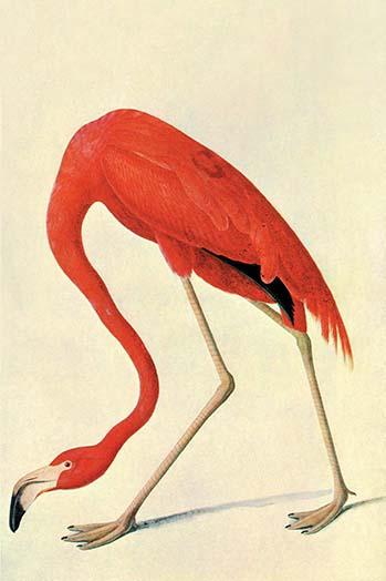 Flamingo Vintage Art Print by John James Audubon