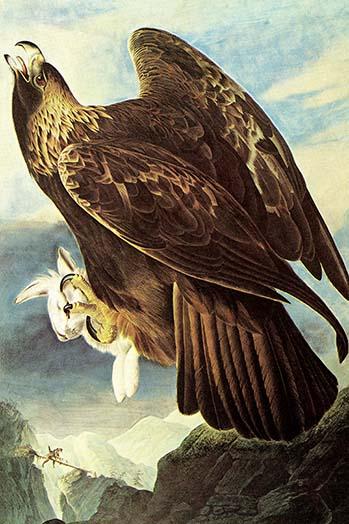 Golden Eagle Vintage Art Print by John James Audubon, high-quality reproduction
