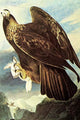 Golden Eagle Vintage Art Print by John James Audubon, high-quality reproduction