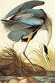 Great Blue Heron Poster Print by John James Audubon