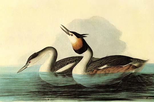 Great Crested Grebe Vintage Art Print by John James Audubon