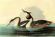 Great Crested Grebe Vintage Art Print by John James Audubon