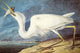 Great White Heron Art Print by John James Audubon