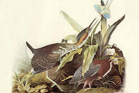 Vintage art print of Green Heron by John James Audubon, showcasing detailed bird illustration.