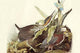 Vintage art print of Green Heron by John James Audubon, showcasing detailed bird illustration.