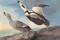 Labrador Duck Poster Print by John James Audubon